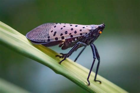 stoller announces organic product  control invasive spotted lanternfly newswire