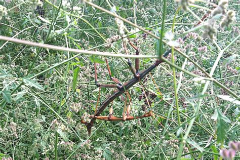 Asexual Female Stick Insects Need To Use Reproduction