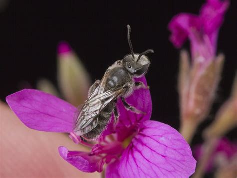 Bringing Bees Back To Australian Backyards Greening Australia