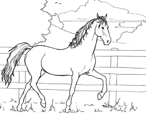 horse colouring  horse coloring horse drawings horse coloring pages