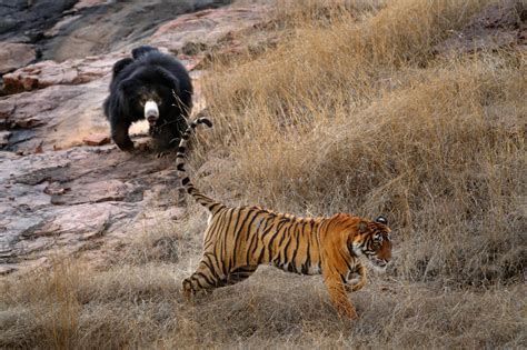 bear  tiger real submited images