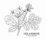 Celandine sketch template