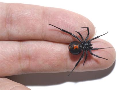 are there black widows in missouri rottler pest solutions