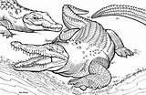 Crocodile Coloring Pages Alligator Realistic Animal sketch template