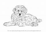 Goldendoodle Dogs Drawingtutorials101 Labradoodle sketch template