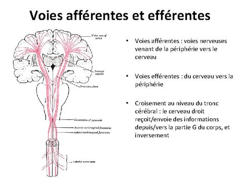 anatomie  physiologie du systme nerveux plan