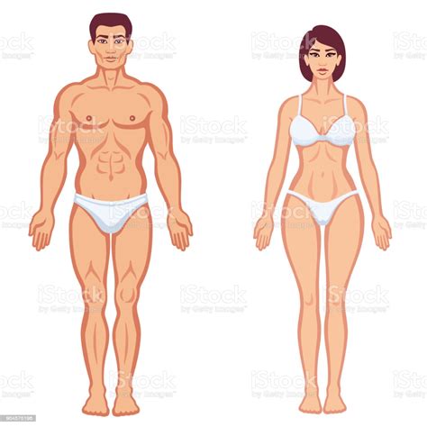 human body male and female stock illustration download