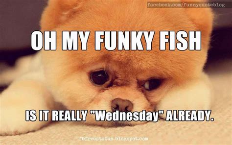 it s wednesday funny and happy wednesday meme with