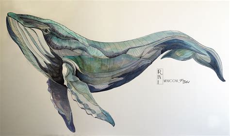 whale balena  behance whale illustration animal ocean