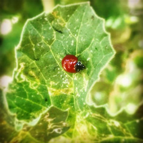 ladybug   spots rgardening