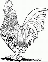 Rooster Coloring Pages Year Print Library Clipart Part sketch template