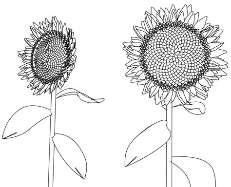 sunflower flower coloring page wecoloringpagecom