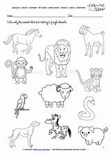Animals Jungle Worksheet Color Worksheets Activity Sheet Coloring English Pages Find Pre sketch template
