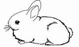 Conejos sketch template