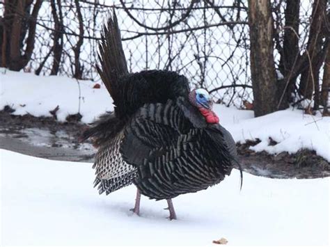9 Things You May Not Know About Wild Turkeys In Nh