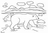 Arctic Coloring Animals Polar Bear Walking Around Sheets Colouring Pages Color Kids Template sketch template