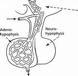 Endocrine Pituitary sketch template