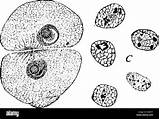 Sporozoites Protozoa Most Alamy Stock Authors Which sketch template