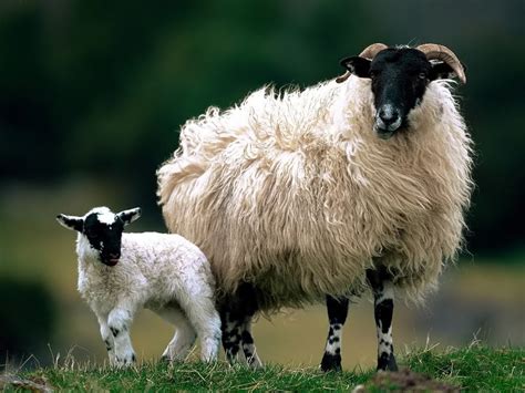 lamb  sheep wild life adventures