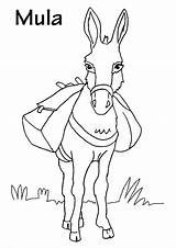 Mule Spanish Mula sketch template