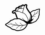 Rose Coloring Leaves Flower Coloringcrew Dibujo Garden sketch template