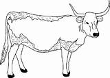 Cow Longhorn Coloring Pages Printable Clipart Animals Long Color Template Colouring Kids Clip Print Drawing Horned Caw Cat Sapi Mewarnai sketch template