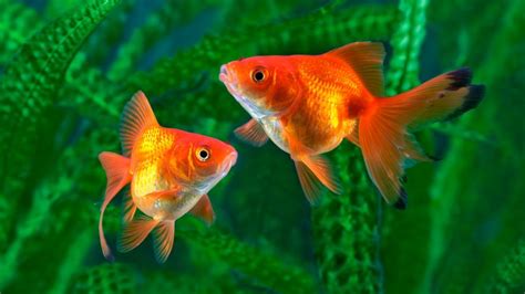 mas estanques de peces goldfish solo  adultos en peru
