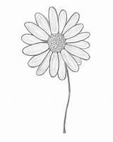 Daisy Drawing Outline Daisies Sketch Drawings Flowers Gerber Flower Gerbera Tattoo Small Sunflower Margaritas Simple Sketches Tumblr Chain Dibujo Tattoos sketch template