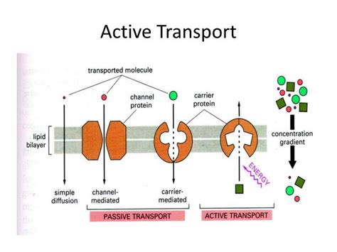 active transport diagram complete   continue  posts closely information