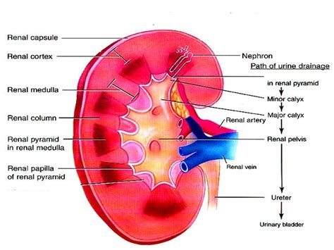 anatomy  functions  kidneys  mcqs  neet gpat ssc gate rrb pharmacist gpatindia