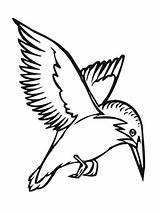 Eisvogel Ausmalbild Fiume Pescatore Volo Stampare Kingfisher sketch template