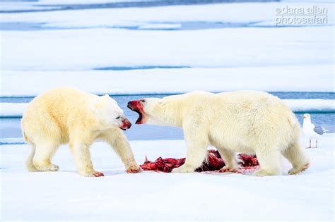 a large female polar bear ursus maritimus makes it well known to a hungry onlooker as to who