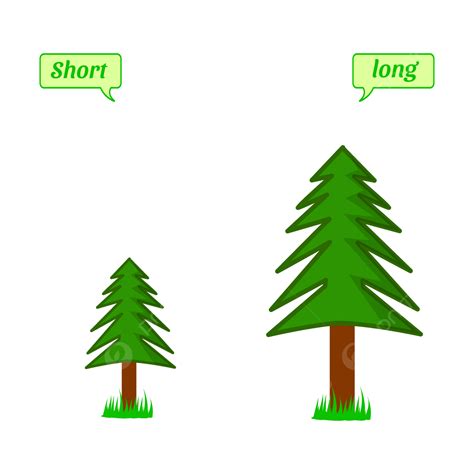 word adjectives clipart vector  english adjectives words  short  long tree