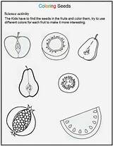 Seed Tiny Book Coloring Seeds Worksheets Spring Lesson Resources Plan sketch template