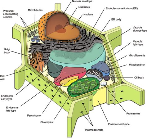 parts   plant cell diagram