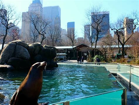 central park zoo  newyorkcouk