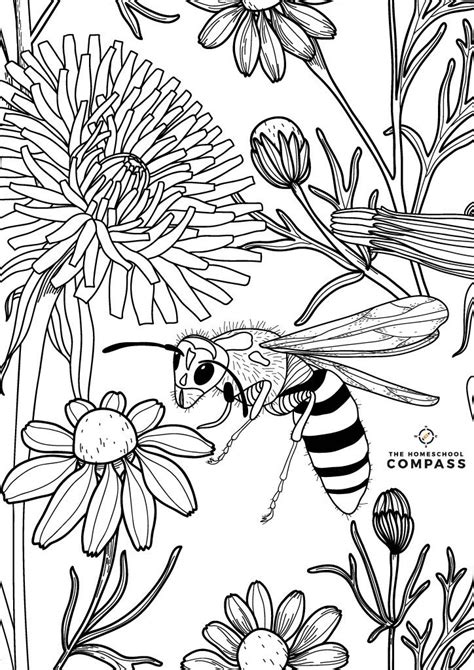 insect printable coloring pages