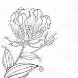 Lily Flame Lillies sketch template