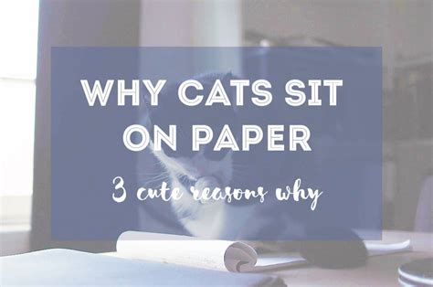 why do cats sit on paper here s 3 reasons why fluffy kitty