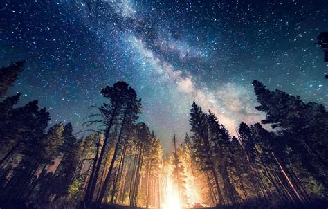 wallpaper sunlight trees landscape lights forest nature space long exposure milky