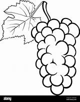 Grapes Cartoon Bunch Illustration Vine Grape Grapevine Drawing Alamy Vector Getdrawings sketch template