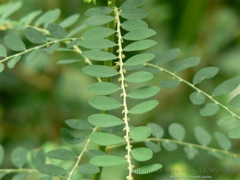 medicinal plants phyllanthus fraternus nela usiri bhumyamlaki kizhanelli bhuinanvalah