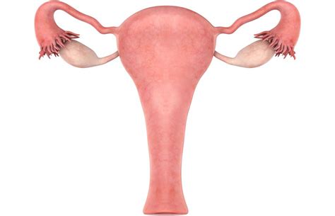 enlarged uterus causes symptoms and treatment