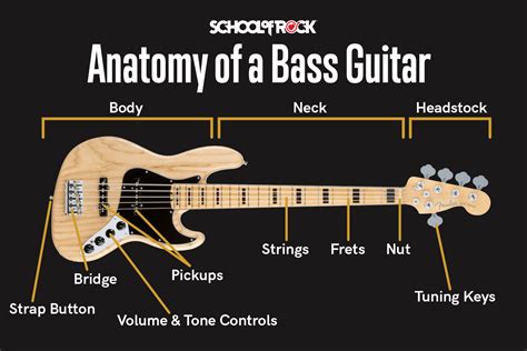 anatomy   bass guitar anatomical charts posters