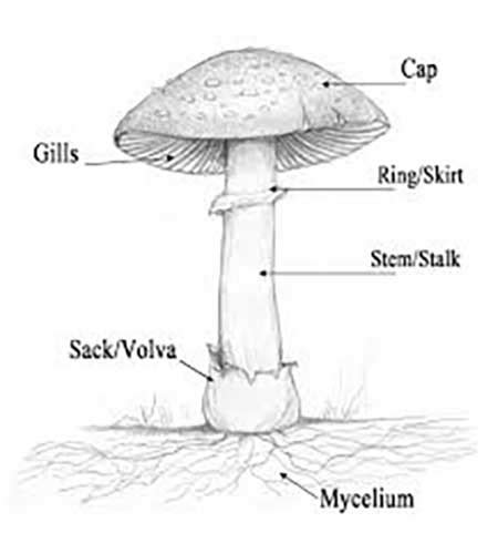 mushroom structure    basic parts   mushroom
