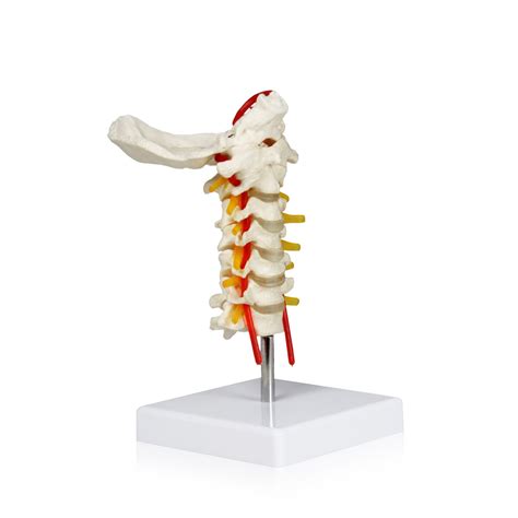 Vav261 Cervical Spinal Column Vertebral Column Anatomical Models