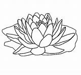 Nymphaea Coloring Dibujos Para Colorear Flores Coloringcrew Dibujo Dibujar Hojas Guardado Naturaleza Desde sketch template
