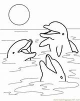 Coloring Dolphin Pages Printable Popular sketch template