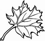 Coloring Leaf Oak Clipart Eastern Super Clipartbest Pages Fall Leaves Printable Color Outline Tree Autumn Large Template Hojas Para sketch template