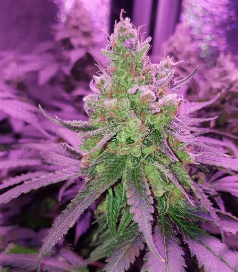 blueberry gum  feminized seeds  sale information  reviews herbies